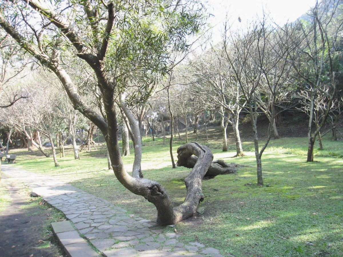 踏青去 來去爬陽明山