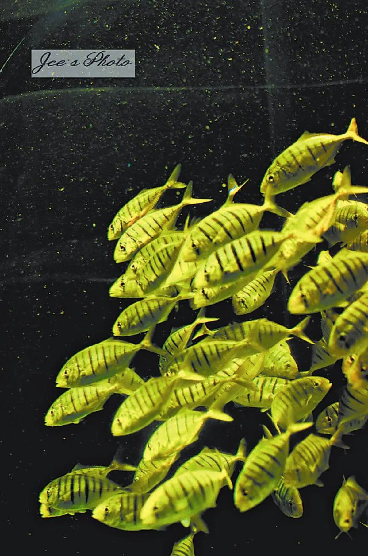 新春吉祥魚 好運滾滾來