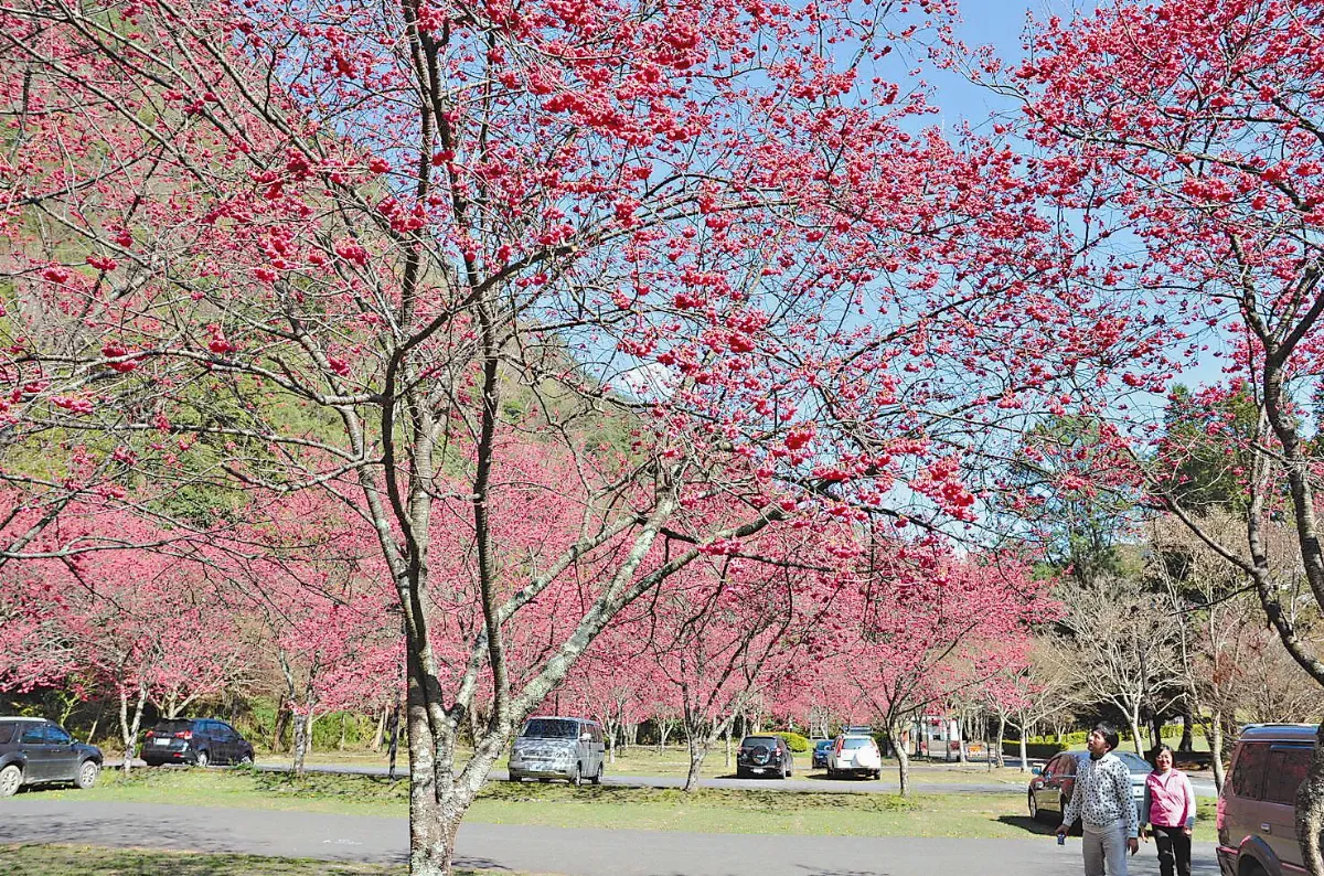 奧萬大停車場 一片粉紅
