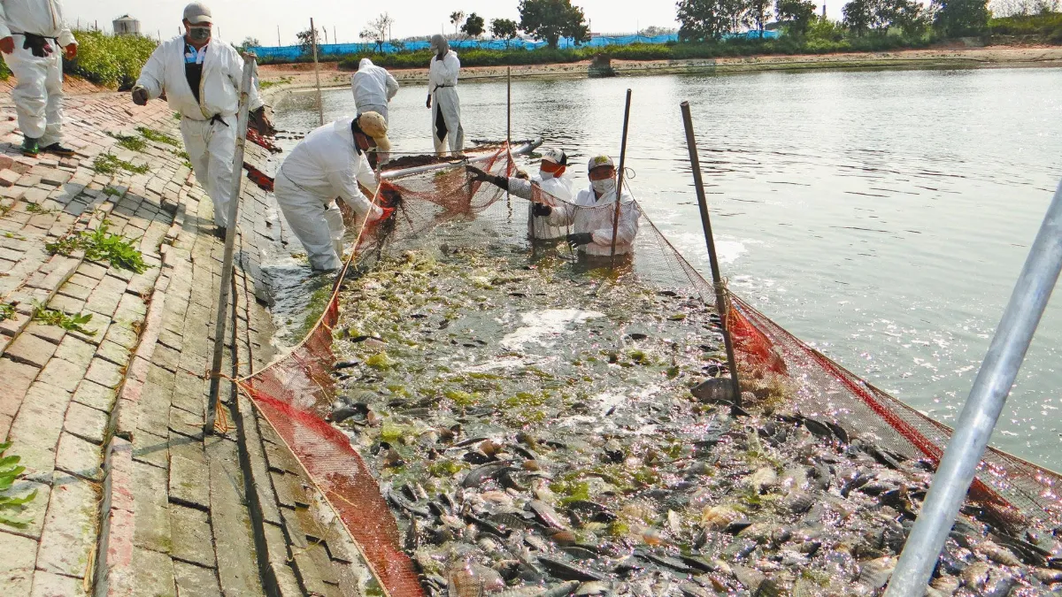 鴨鵝染禽流感 混養魚群銷毀