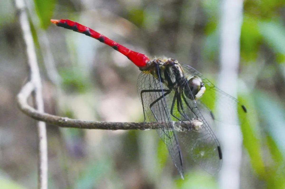 昆蟲大觀園      春天宛如昆蟲起床號