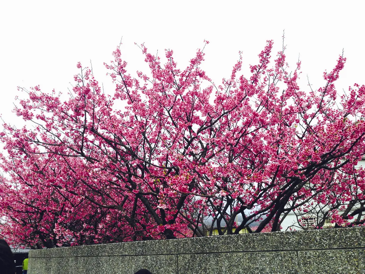 ◆生活快門  轉角遇見小確幸