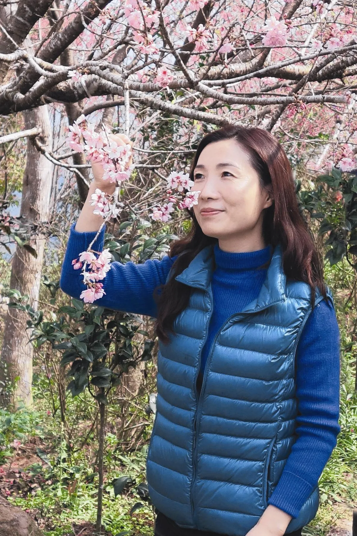 辣手摧花 賞櫻NG劣行處處見