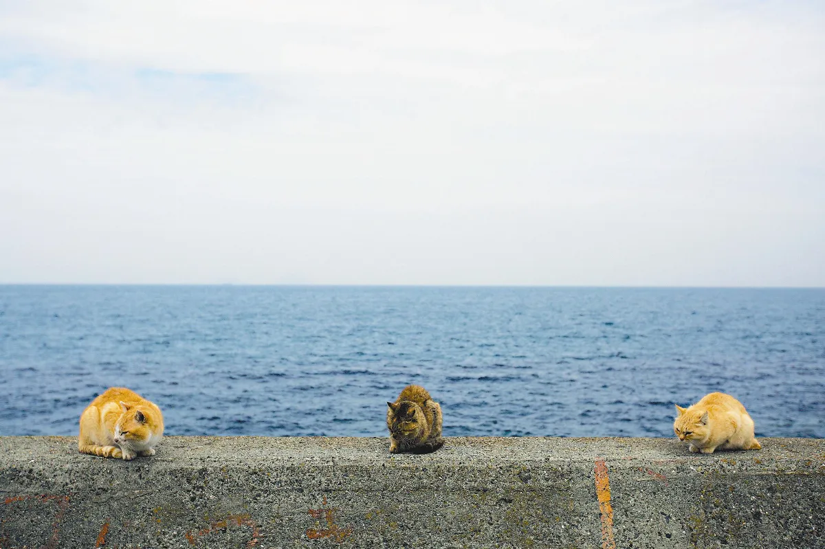 @H貓島 比人多6倍