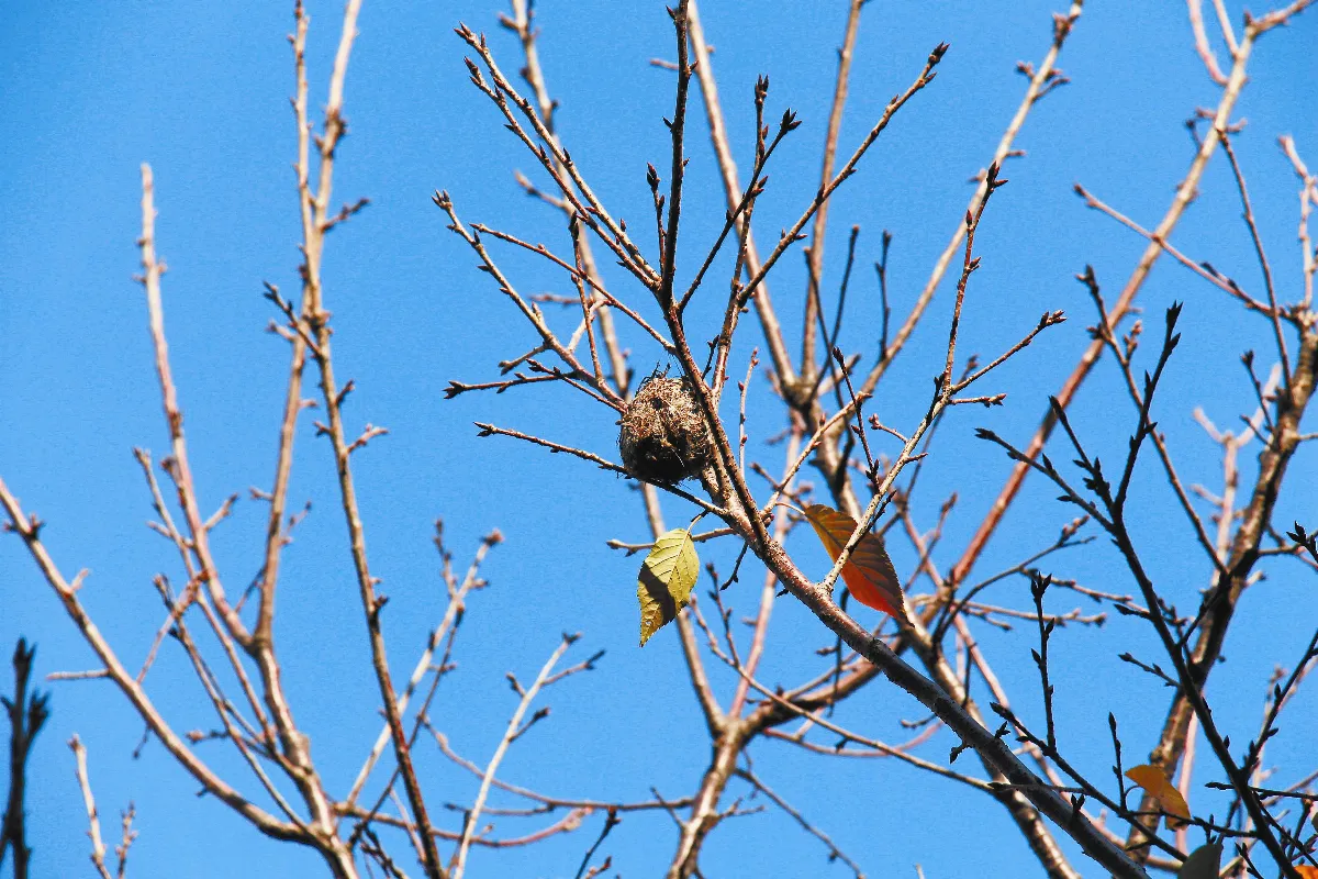 終於曝光的鳥巢