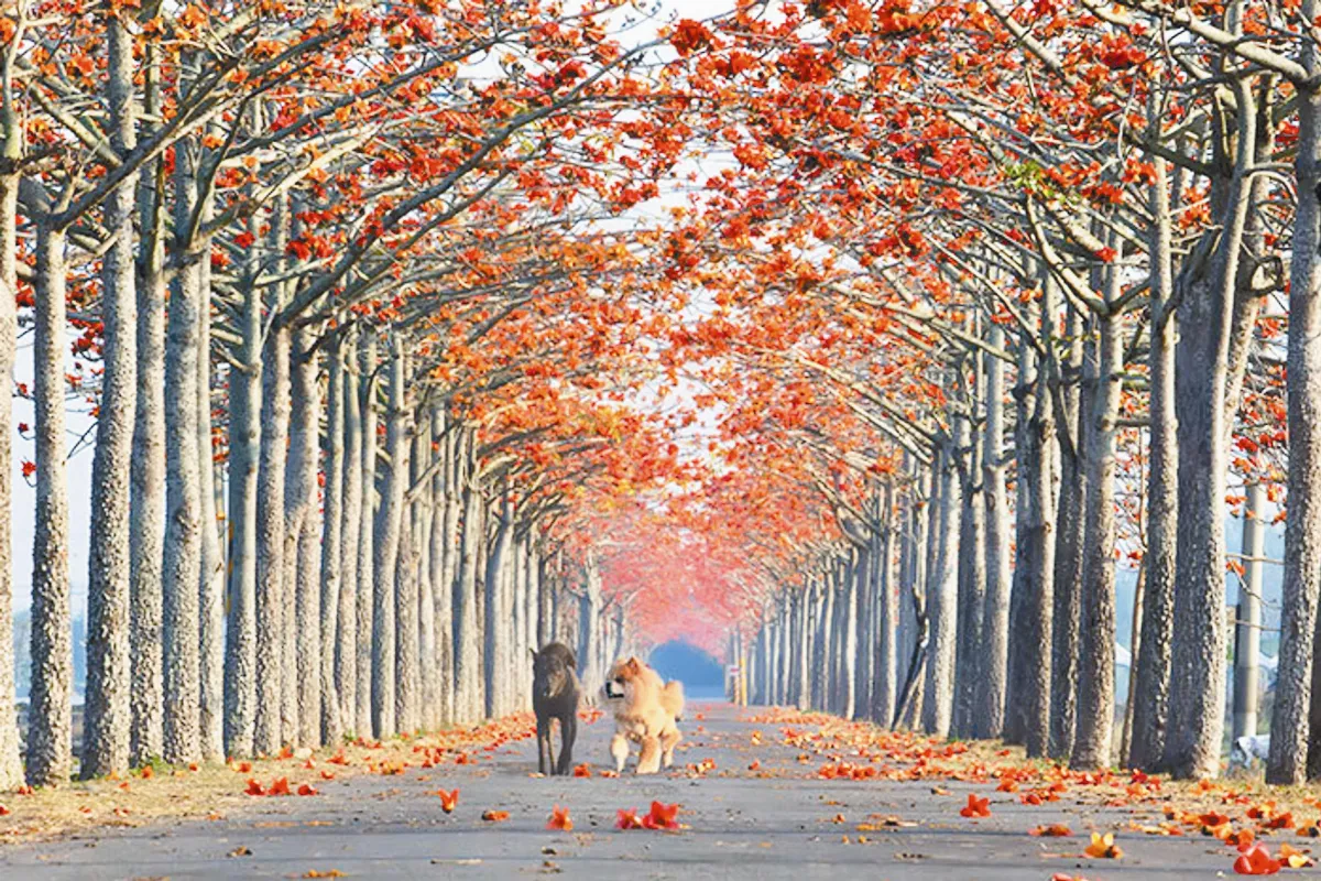 台南白河 夢幻花道