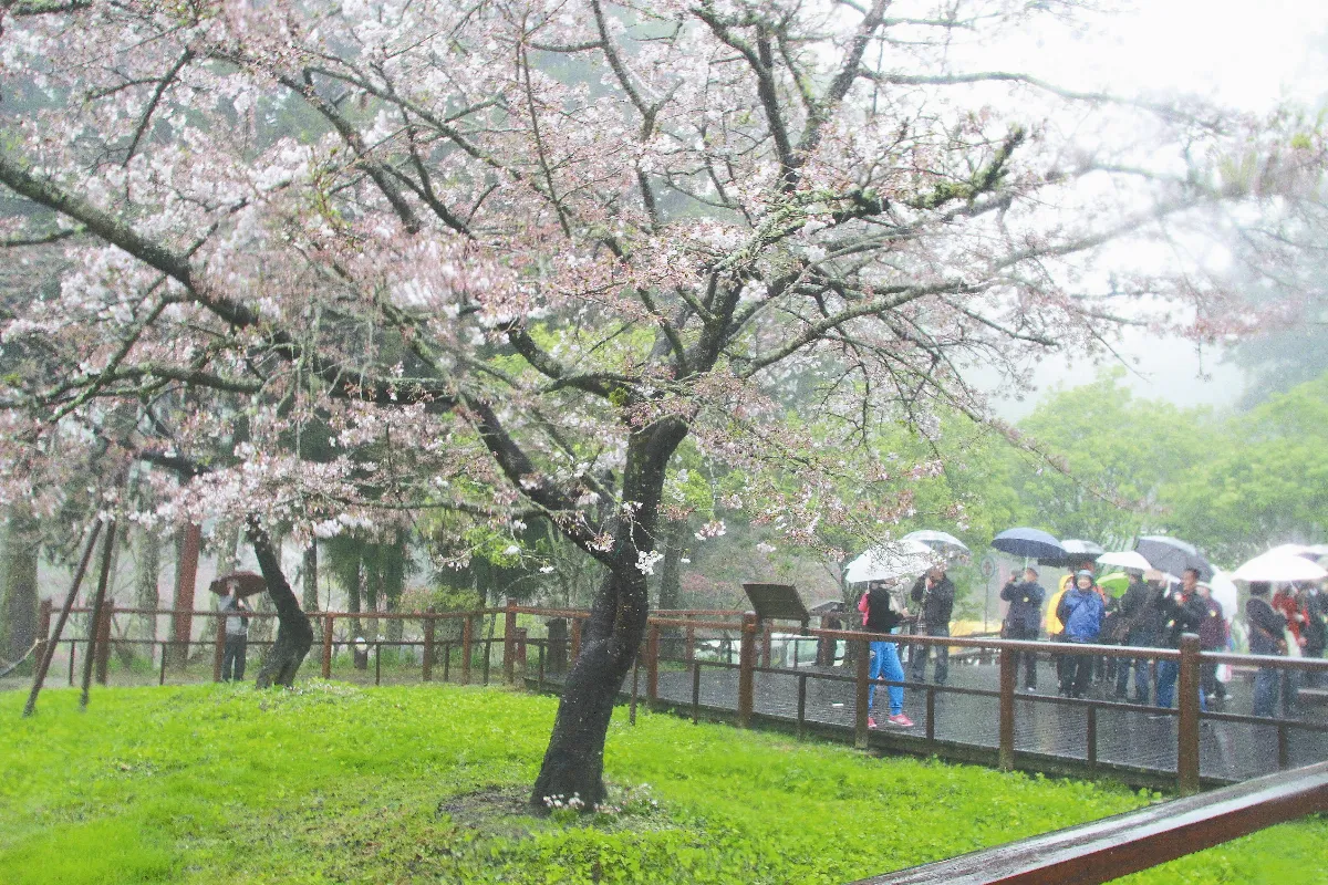 阿里山櫻花季 細雨中登場