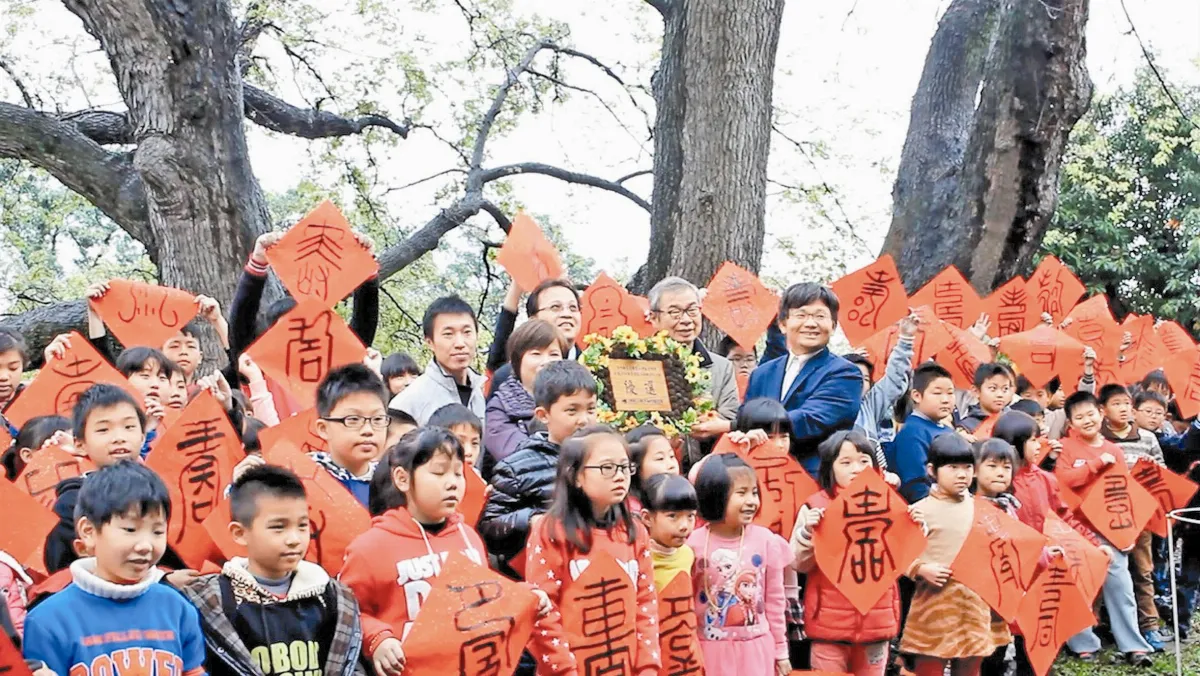 200年共生楓香 全國最美校樹