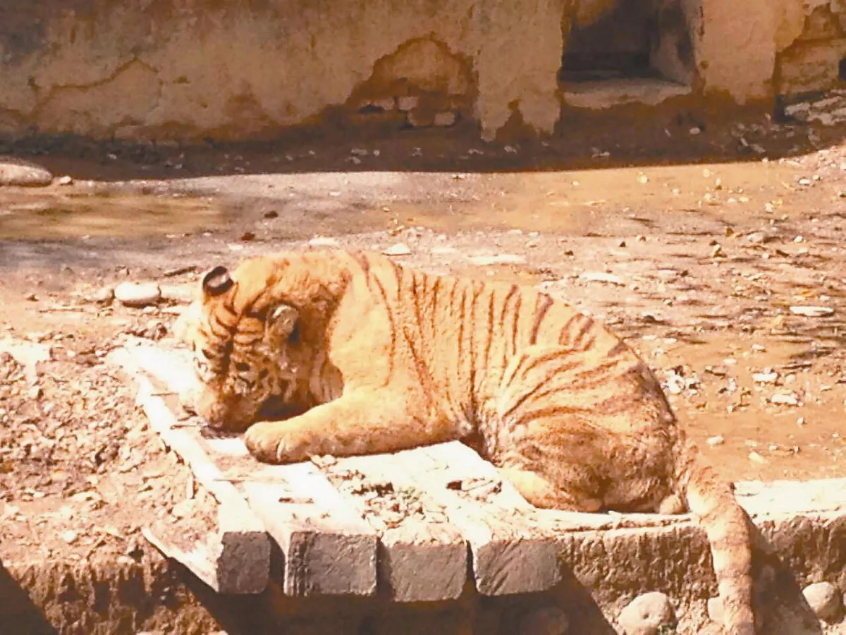 市長FB協尋猛虎 動物園整修啦！