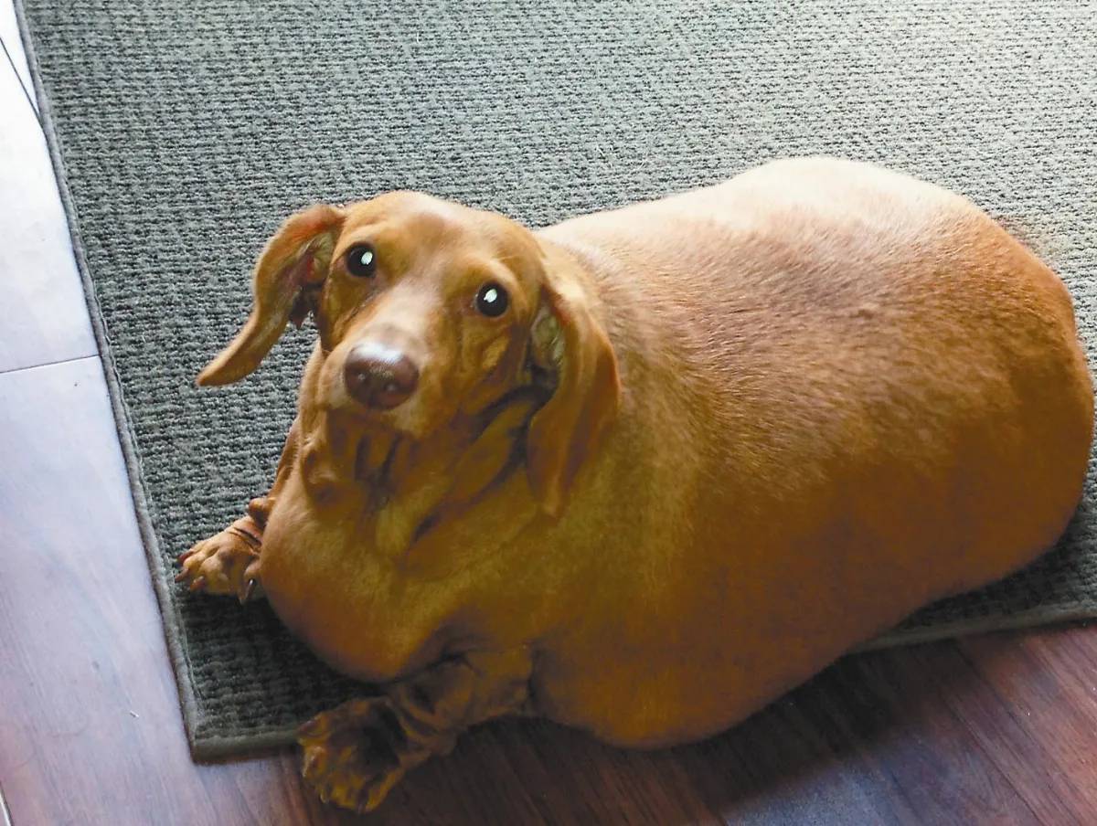 肥肥臘腸狗  甩肉20kg