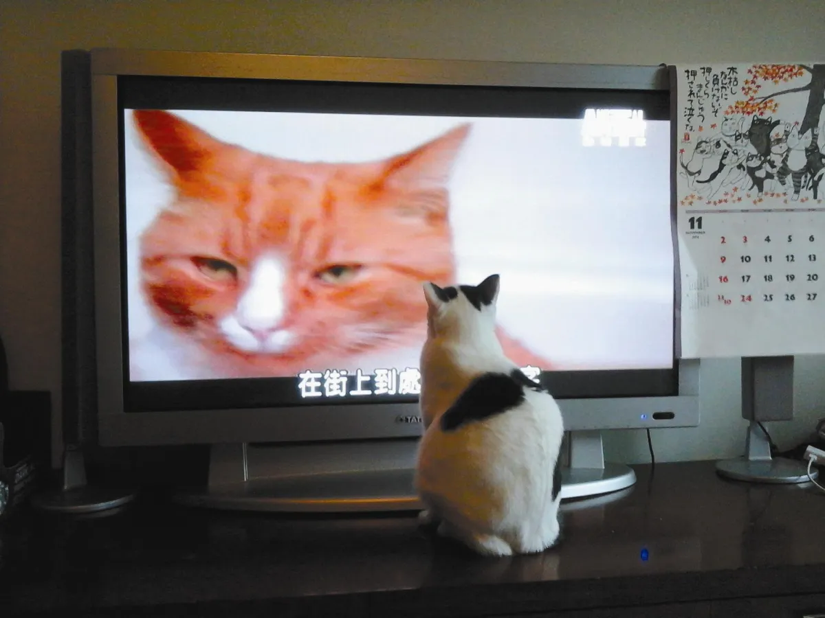 【寵物一家親】宅貓占領我家！