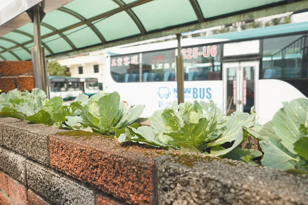 綠美化 學生巧思  輔大公車站圍牆 冒出高麗菜