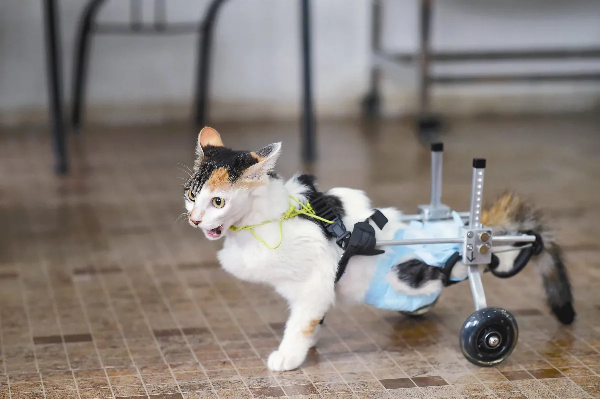 堅強貓 裝滑輪學步