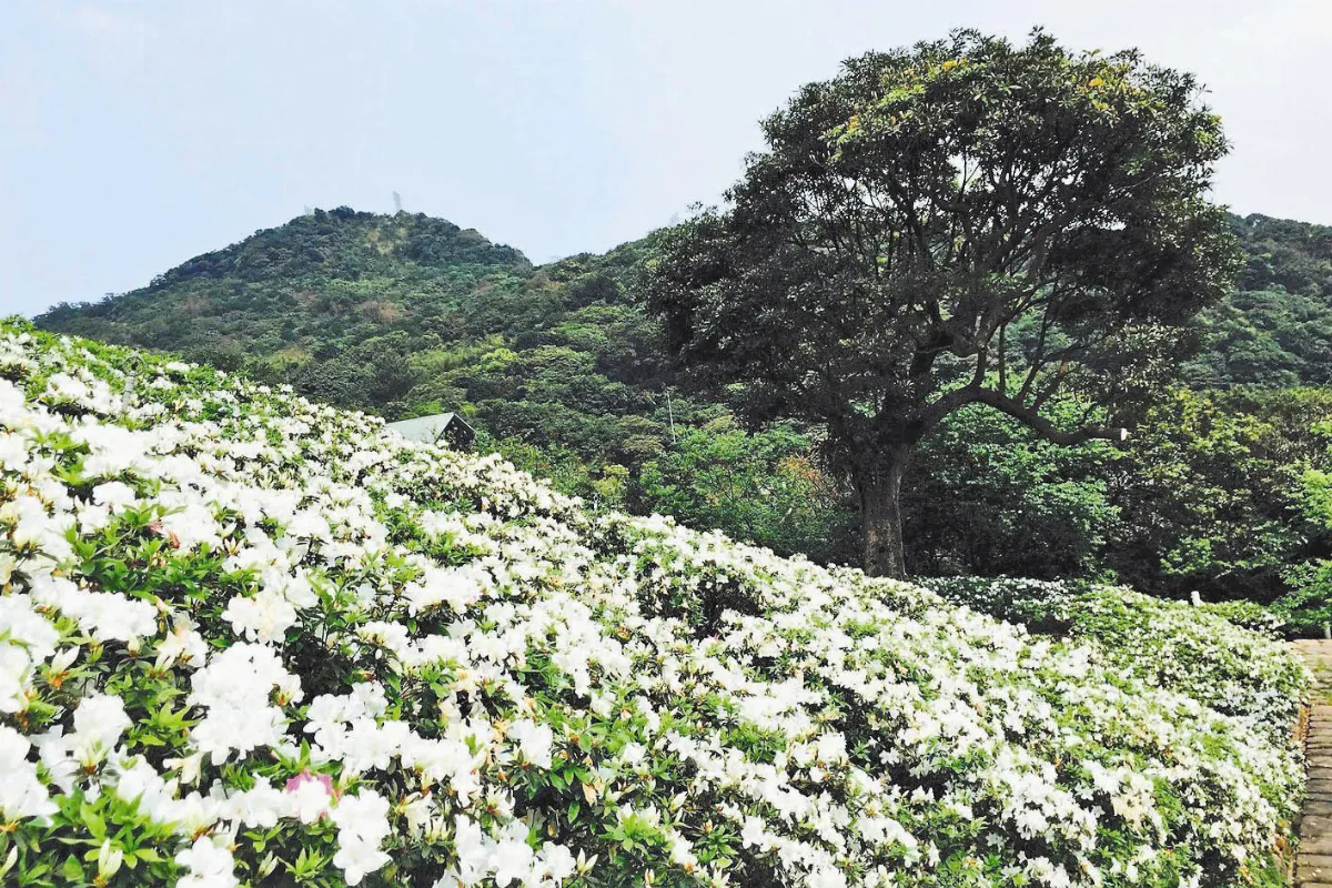賞杜鵑 擁春體禪意