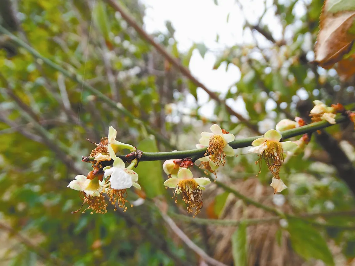 【人間植物禪】    殘梅