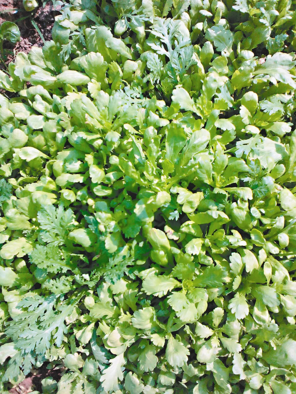天然園 那股濃烈茼蒿味