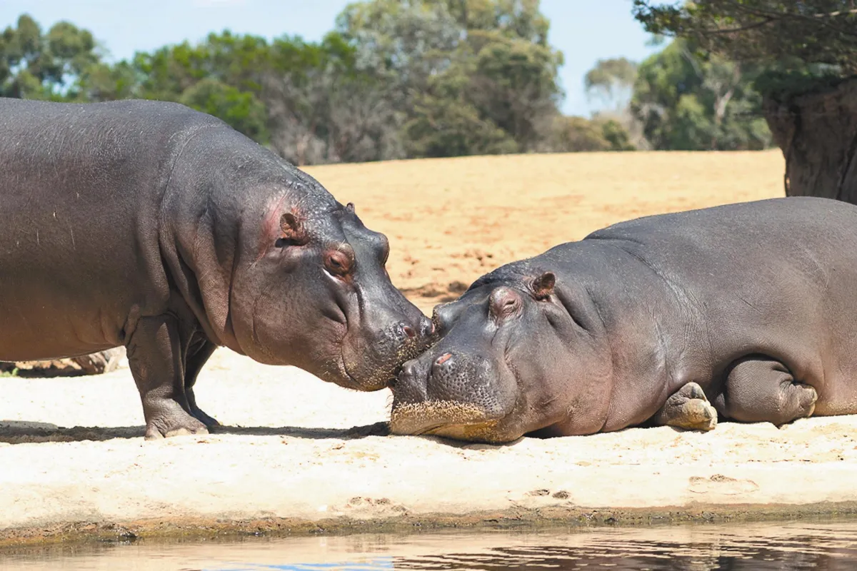 河馬沙灘 比鄰遊客沙灘？