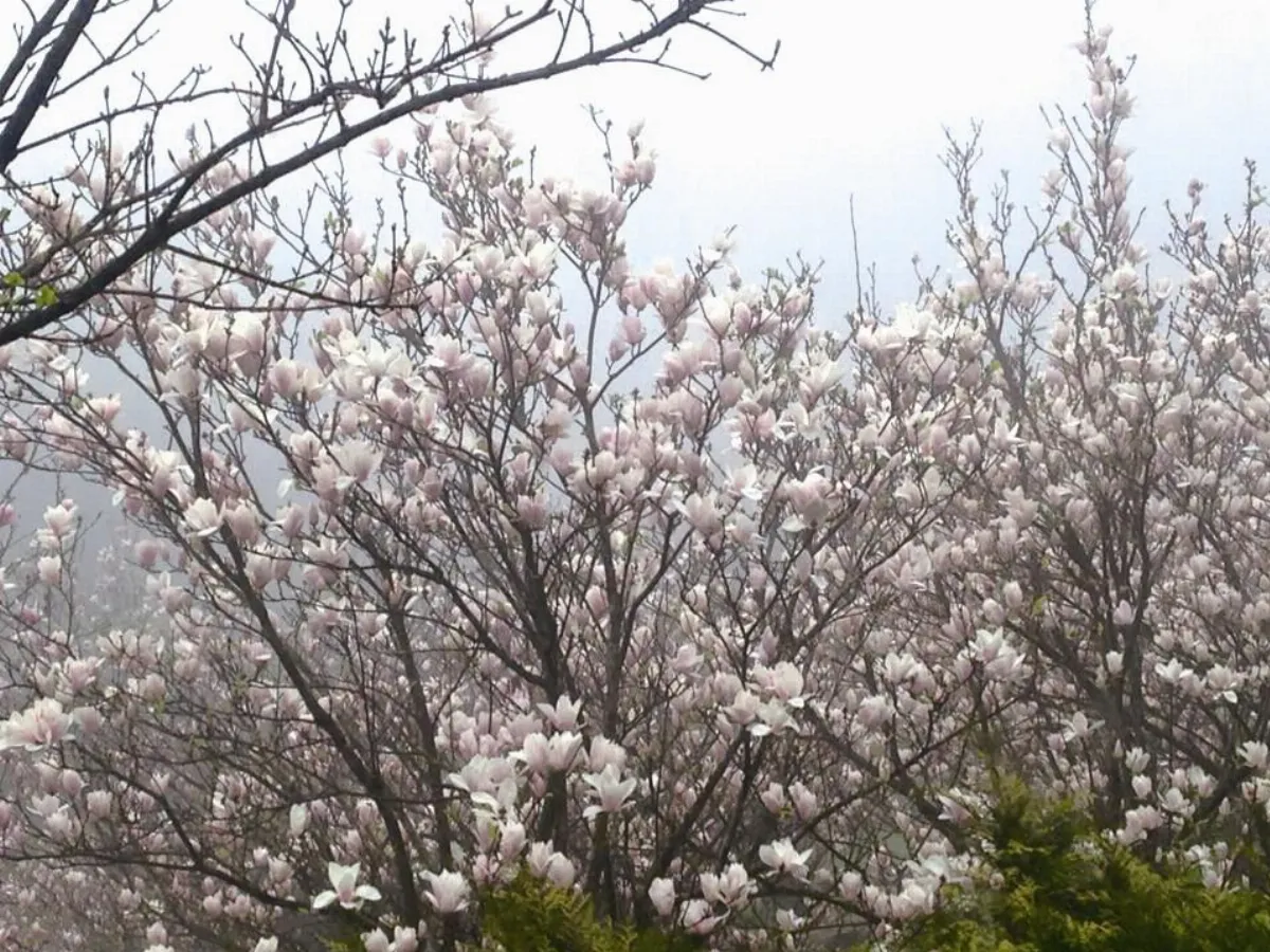 旅行的風景 希望之花