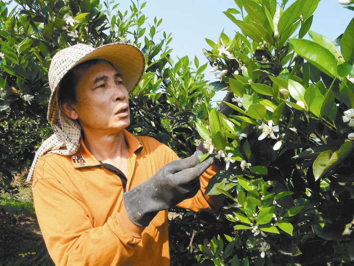 抗旱水果也渴 鳳梨變小卻變甜