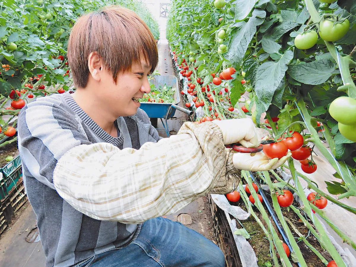 番茄、草莓季 體驗採收趣