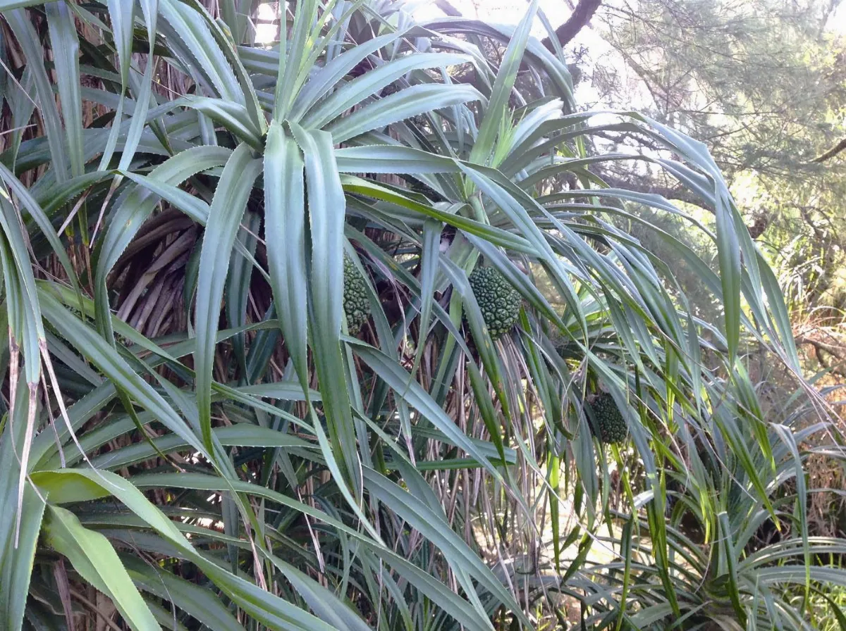 【人間植物禪】    林投故事多