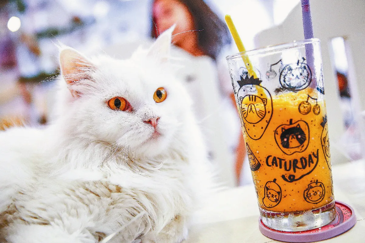 王室層級喵星人 陪喝咖啡