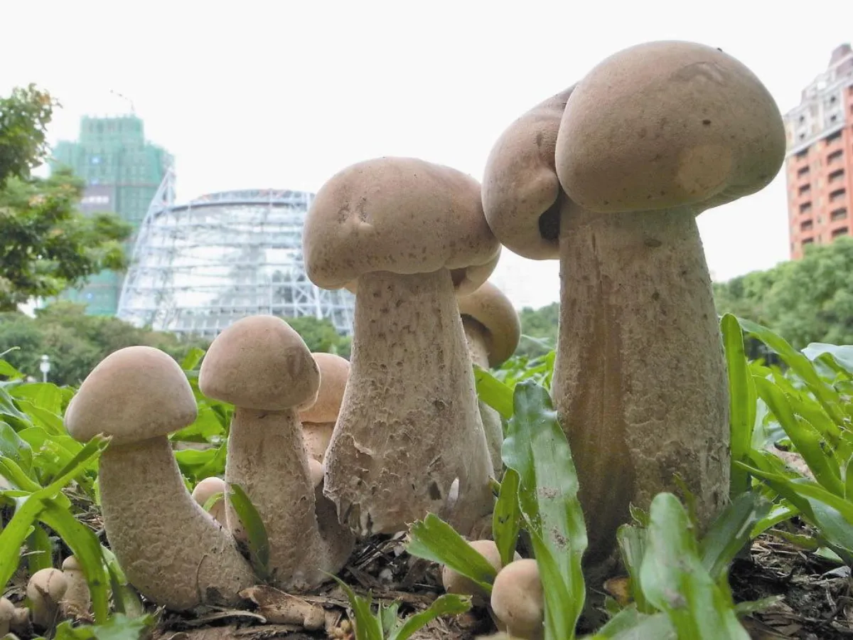 科博館遇見阿菇 展墾丁螢光菇