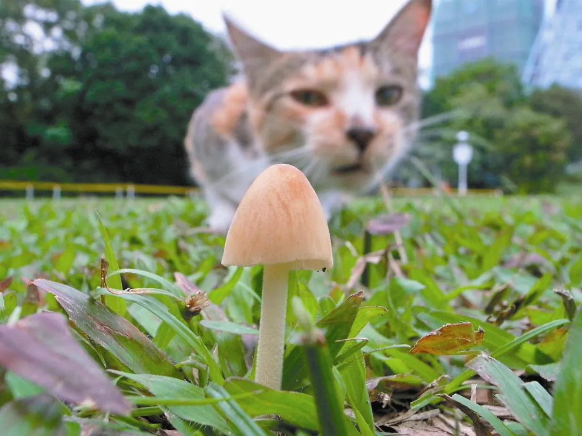 科博館遇見阿菇 展墾丁螢光菇