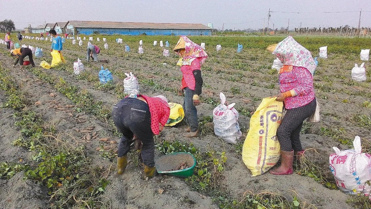 生活快門 豐收的喜悅