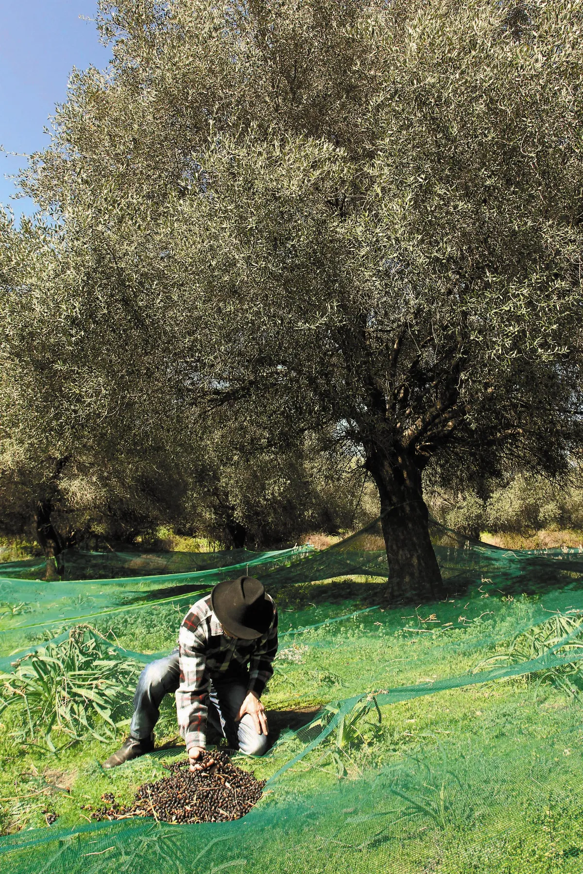 南義橄欖樹生病 恐引發貿易戰