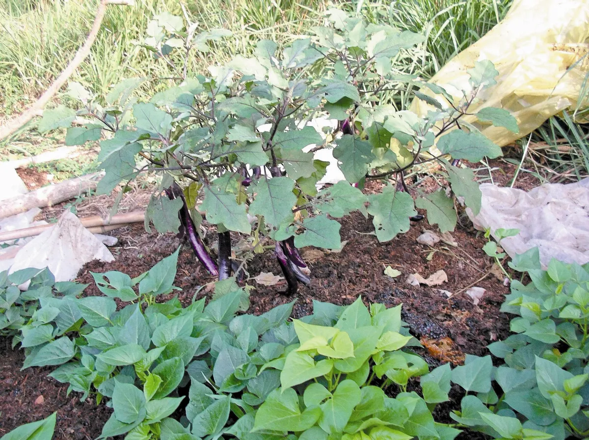 天然園 浪漫茄子餐