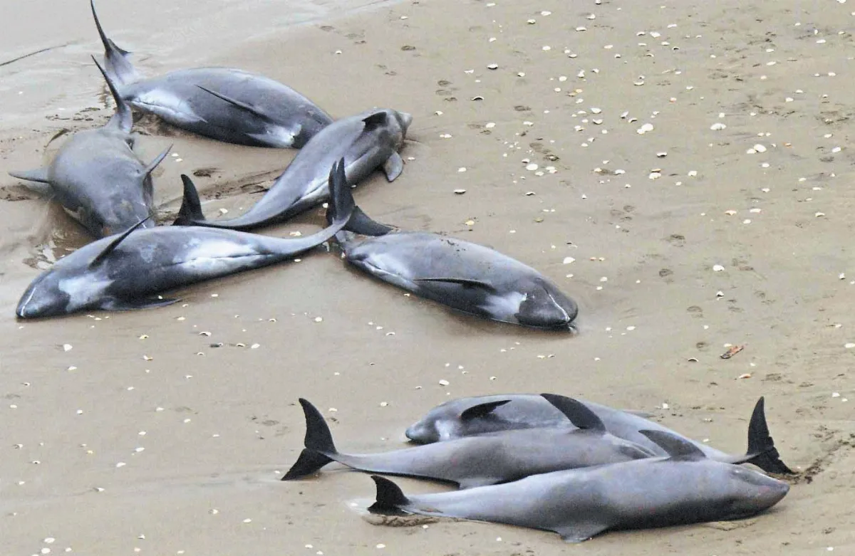 150海豚集體擱淺
