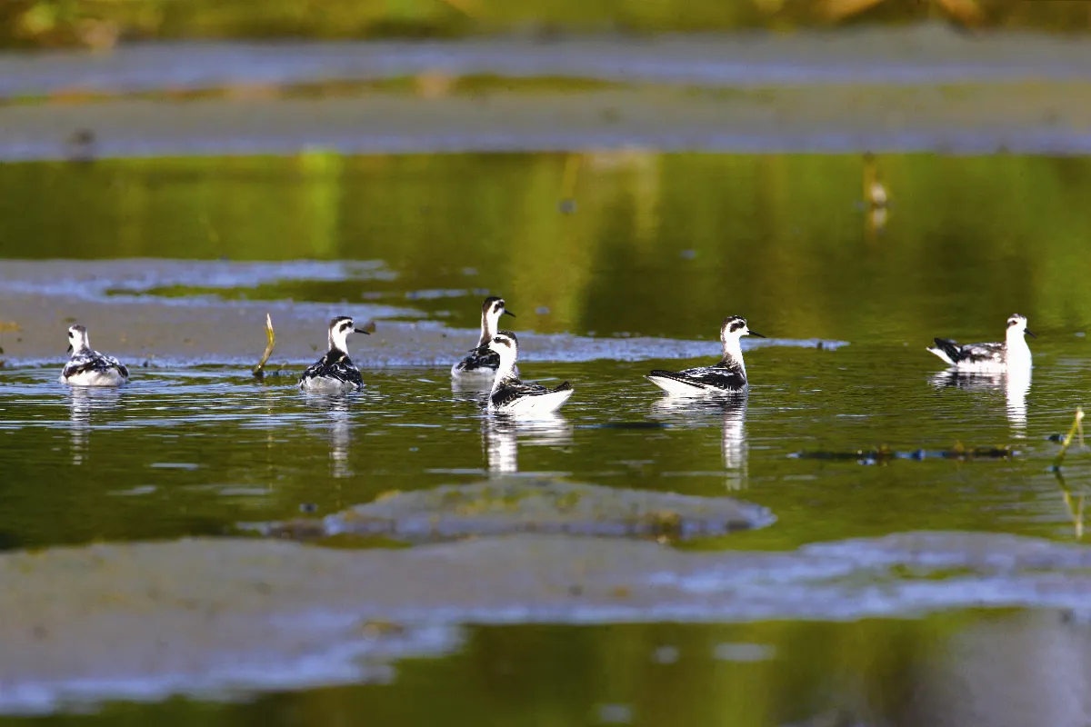 奇│妙│生│物 緣水求魚的紅領瓣足鷸