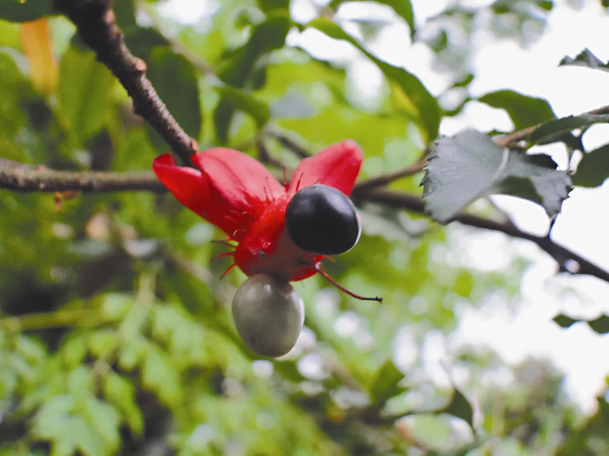 【人間植物禪】 命名學問大