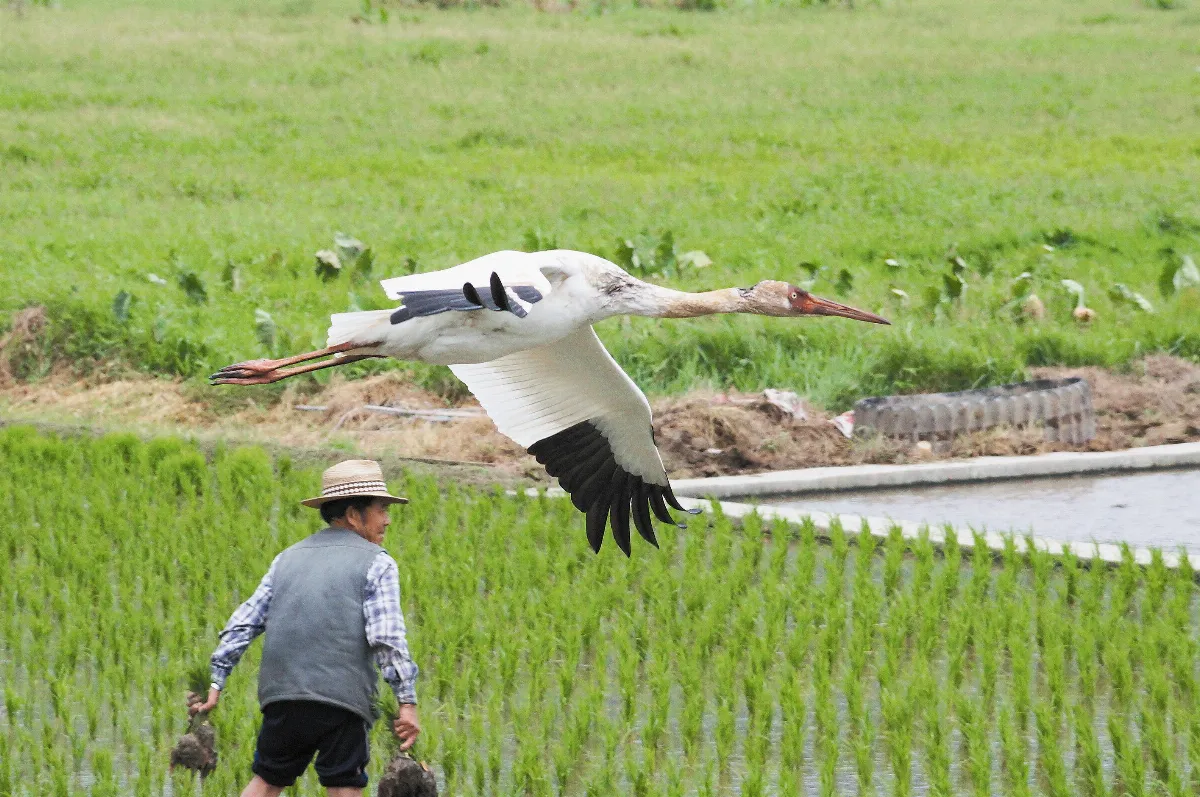 黃阿伯 守護迷途小白鶴131天