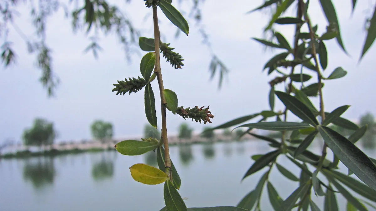 【人間植物禪】 柳樹開花
