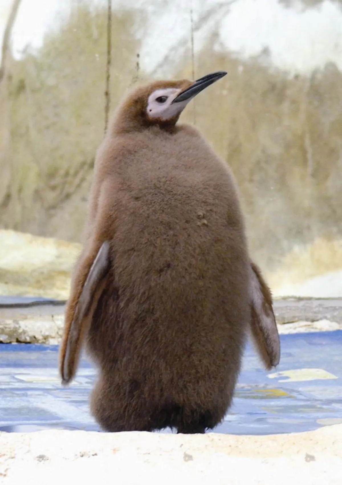 國王企鵝 陸續換裝中