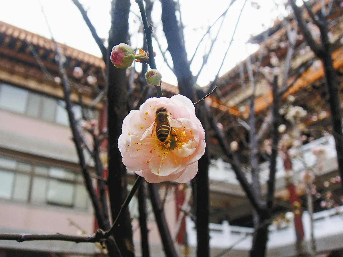 生活快門 花與蜂的對話