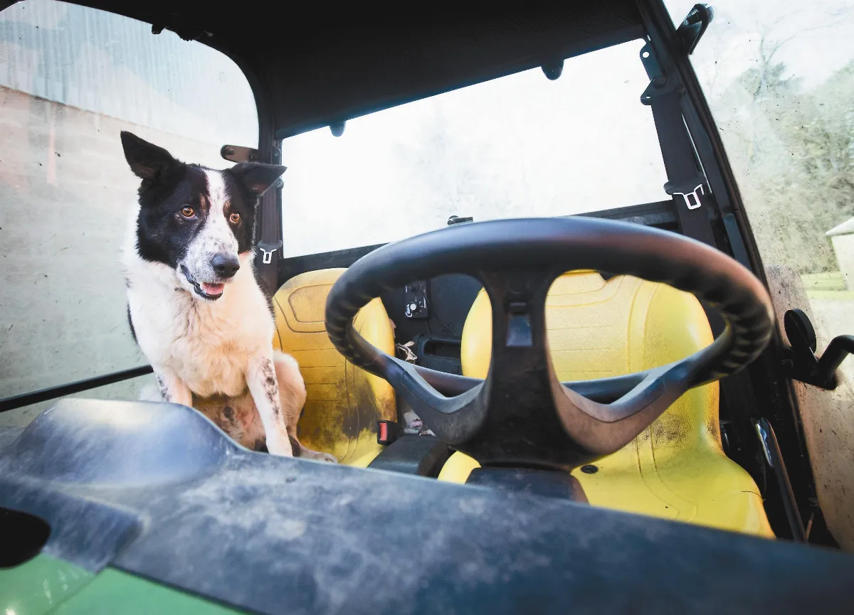 奇人妙事 牧羊犬駕車 造成交通大亂