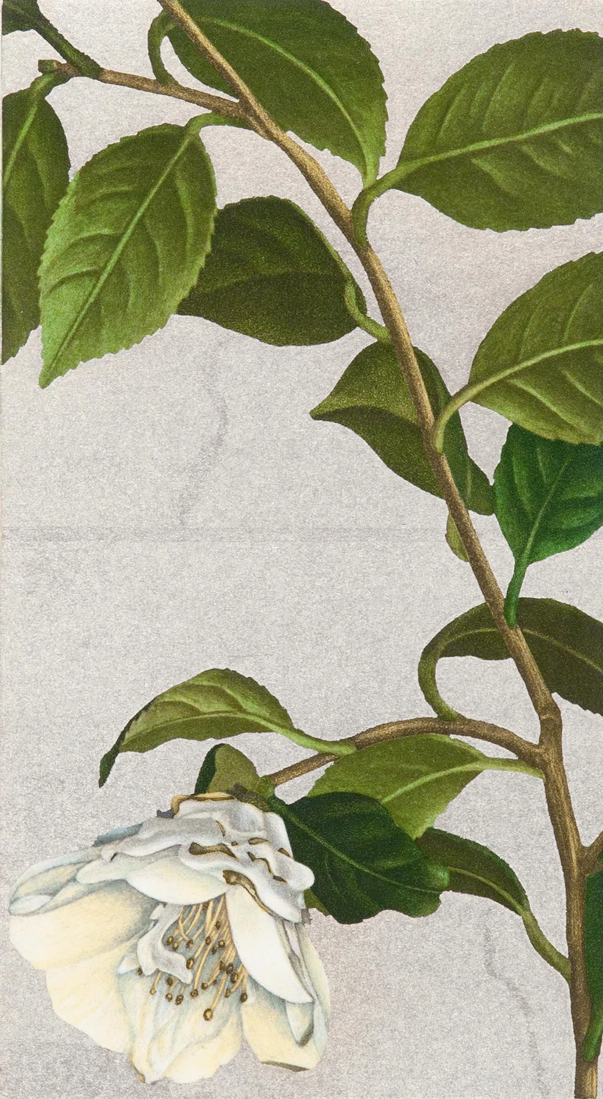 【源氏物語花園 ─ 宮山廣明個展】來自花卉的靈感
