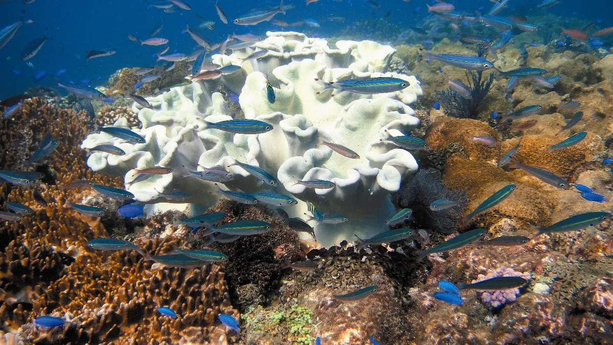 珊瑚大面積死亡 疑氣候暖化