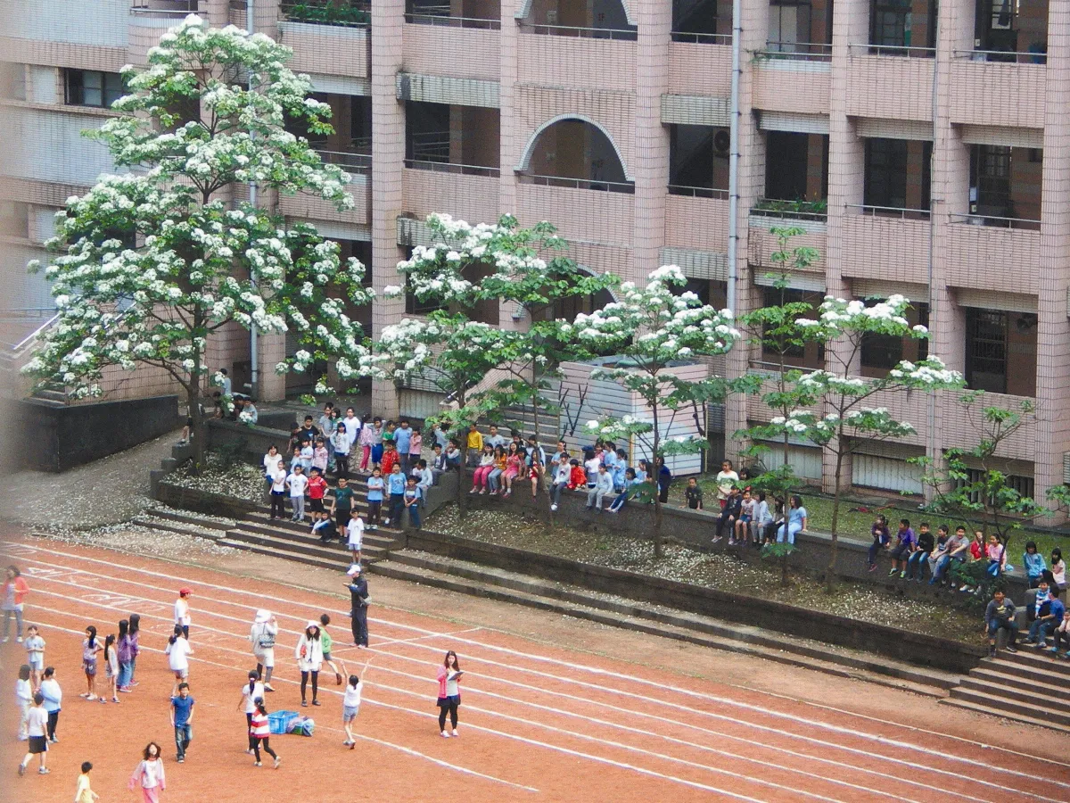 生活快門 油桐花傘