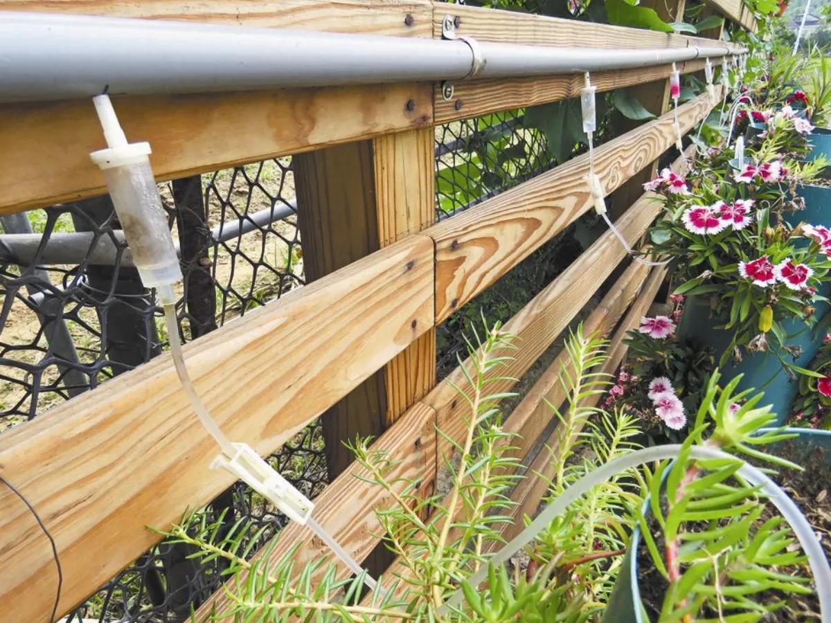 盆栽吊點滴 苗栗金獅這樣省水