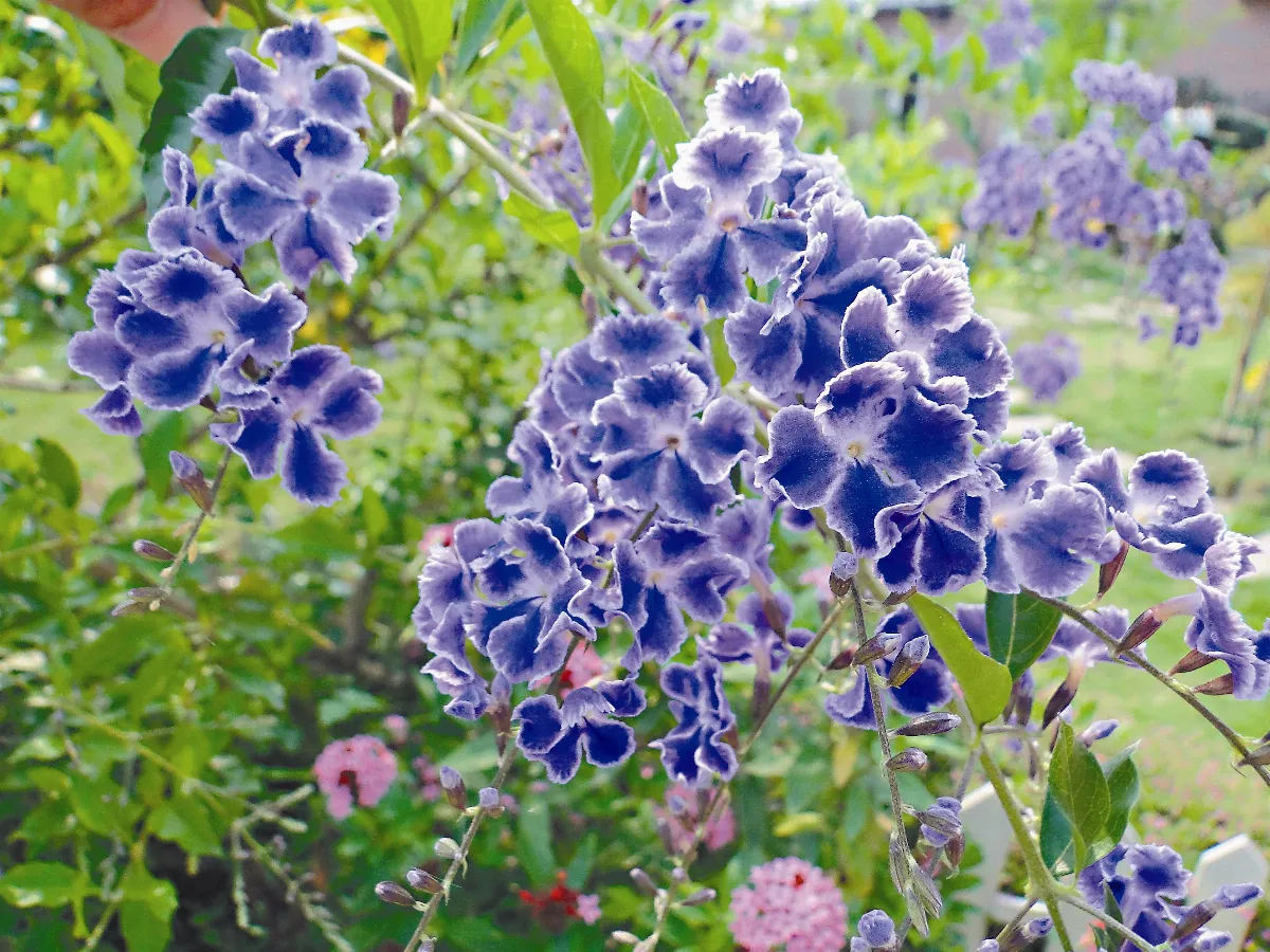 【人間植物禪】窗外金露華