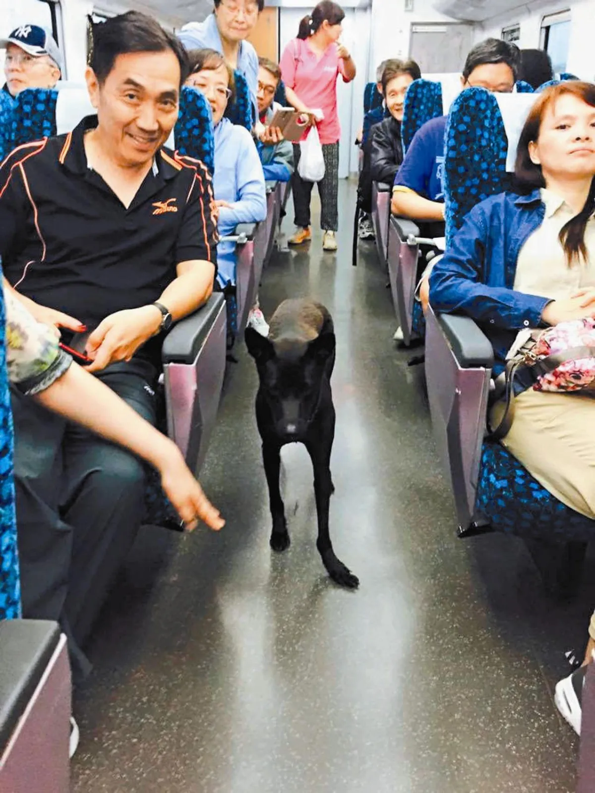 黑狗誤上太魯閣號 婉君接力協助返家