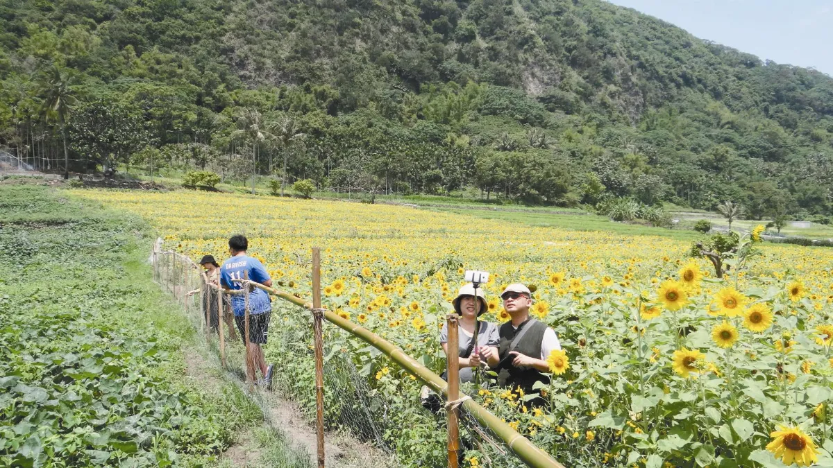 防遊害 台東農田掛漁網成奇景