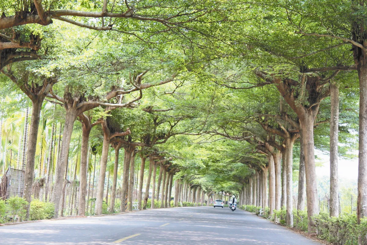 他能呼叫貓頭鷹 催生貓頭鷹公路