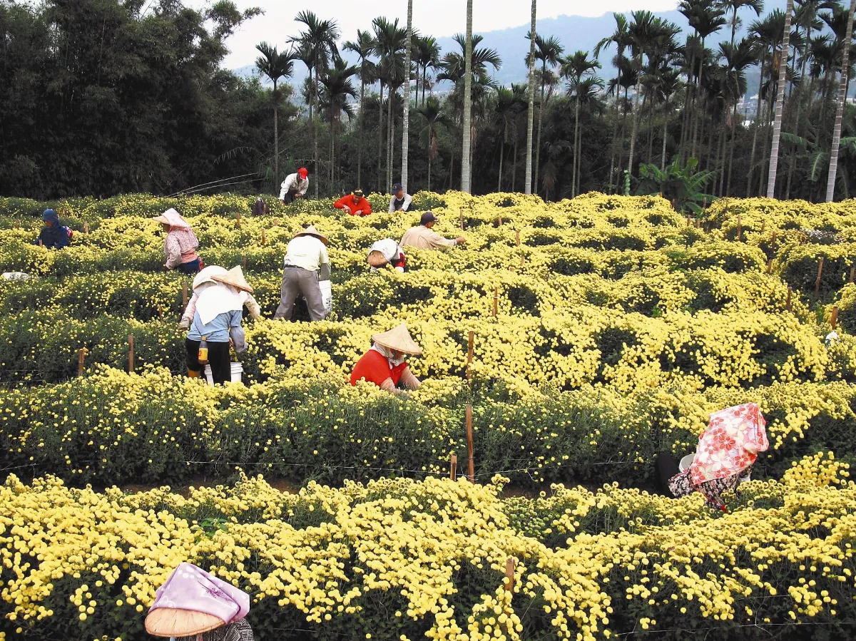 賞花情報 菊花海