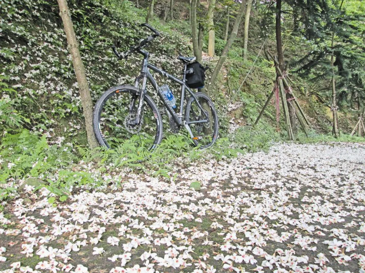 賞花情報 花海中的單車