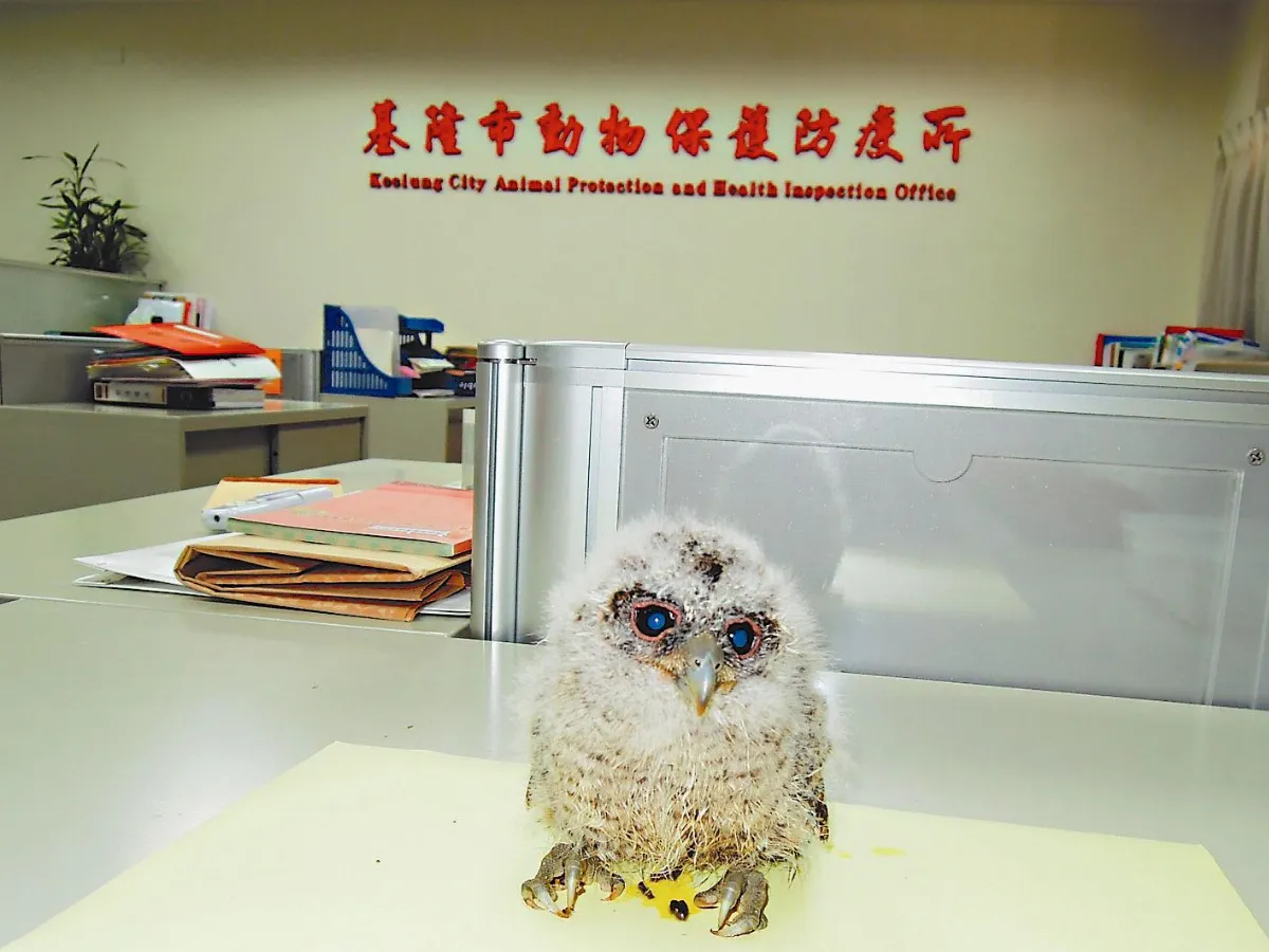 領角鴞栽落校園 近距生態教育